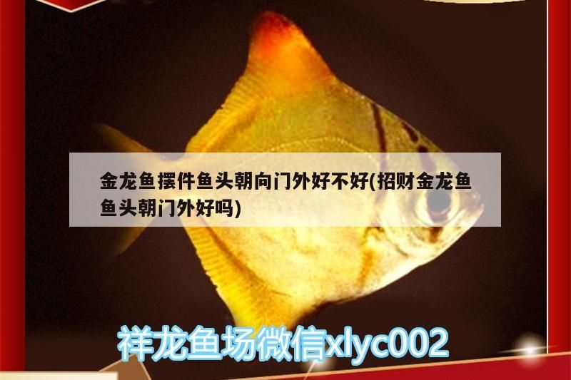 金龍魚擺件魚頭朝向門外好不好(招財金龍魚魚頭朝門外好嗎)（金龍魚擺件魚頭朝向門外好不好）