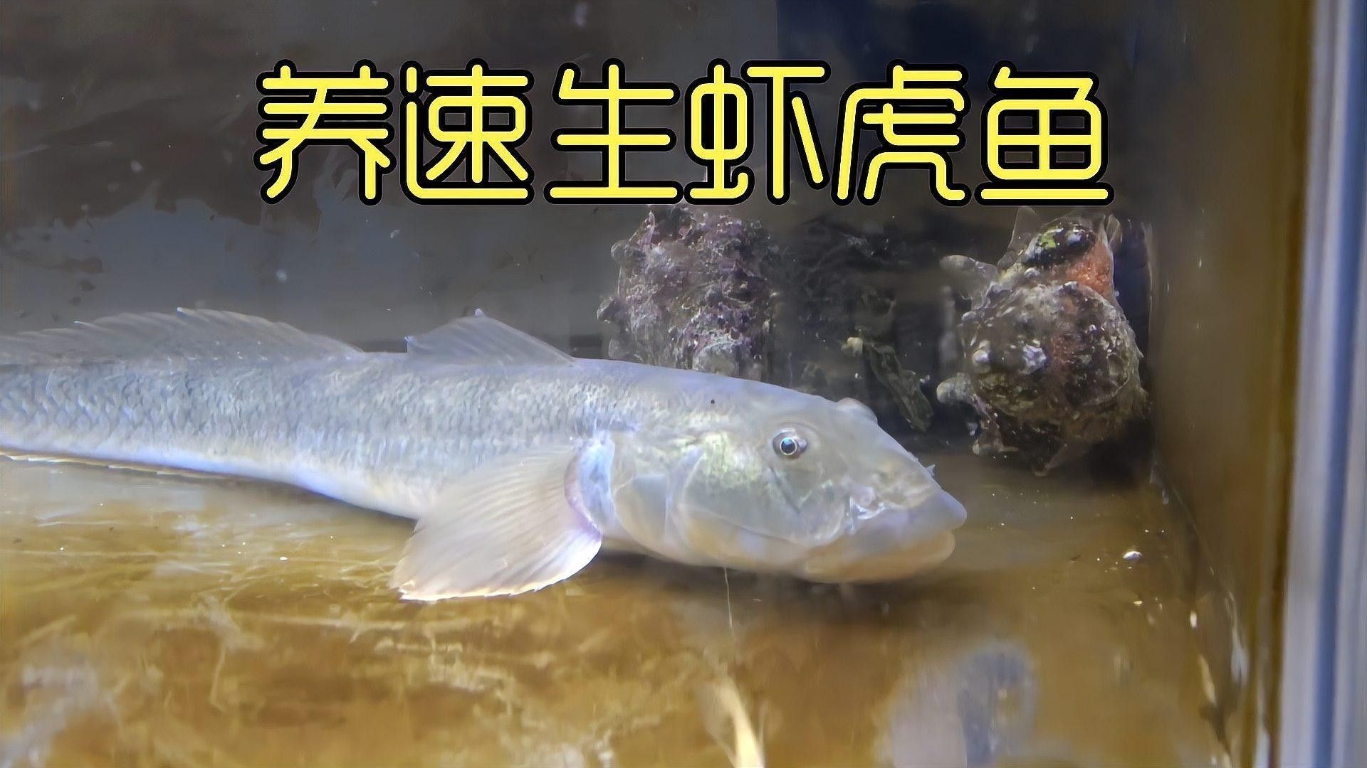 如何判斷雷龍魚和虎魚是否適應？（共參考3篇資料,01:09新手必看適合養雷龍魚的品種選擇與注意事項）