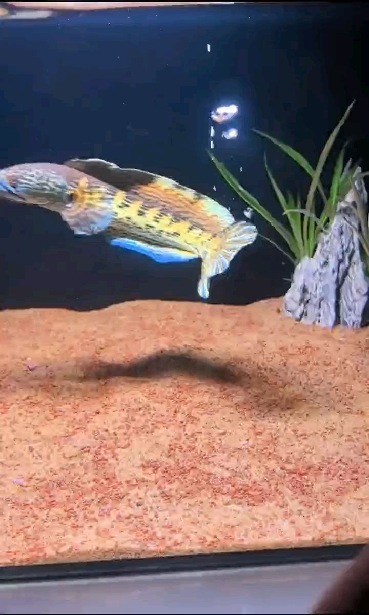 馴化完成（宇哥6519評論：馴化完成，在農業和生物技術領域）