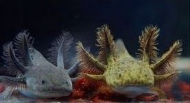 如何區分六角恐龍魚的不同顏色（六角恐龍魚11種圖鑒揭秘仿生丁真夢到電子雪豹）