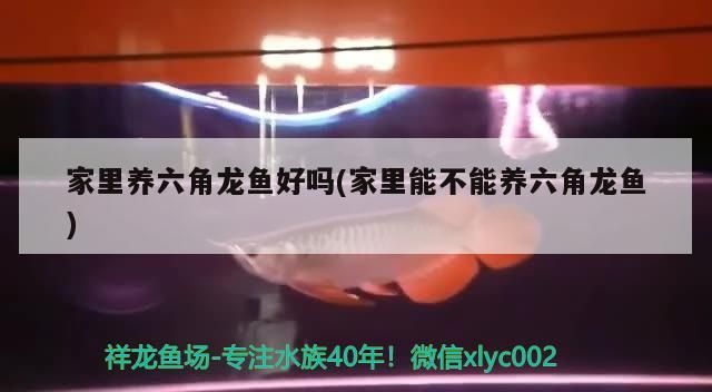 家里養六角龍魚好嗎(家里能不能養六角龍魚)（家里養六角龍魚好嗎）