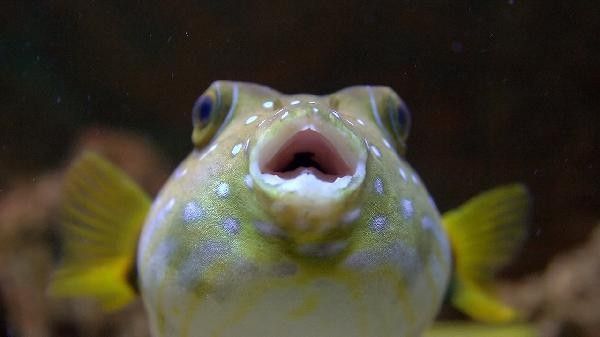 如何判斷椒鹽小龍魚是否炸熟？（椒鹽小龍魚是否炸熟，閩菜大廚分享椒鹽龍頭魚做法，外酥里嫩易學）