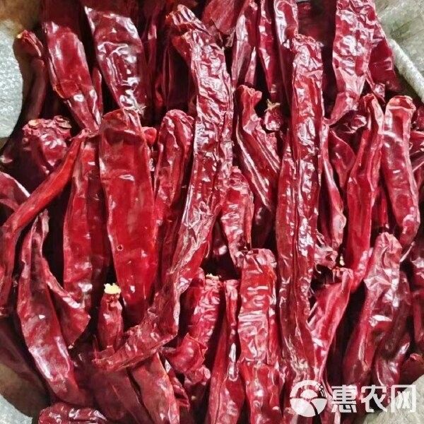 辣椒紅龍的市場價格是多少？（9月30日庫爾勒干辣椒價格行情） 辣椒紅龍的市場價格是多少？（9月30日庫爾勒干辣椒價格行情） 龍魚百科 第10張