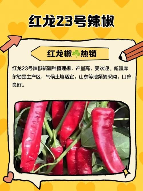 辣椒紅龍的市場價格是多少？（9月30日庫爾勒干辣椒價格行情） 辣椒紅龍的市場價格是多少？（9月30日庫爾勒干辣椒價格行情） 龍魚百科 第4張