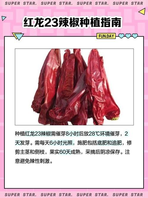 辣椒紅龍的市場價格是多少？（9月30日庫爾勒干辣椒價格行情） 辣椒紅龍的市場價格是多少？（9月30日庫爾勒干辣椒價格行情） 龍魚百科 第6張