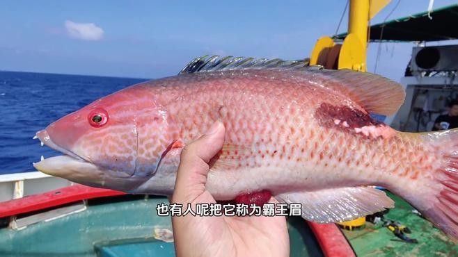 海水青龍魚有哪些品種（海水青龍魚的種類）