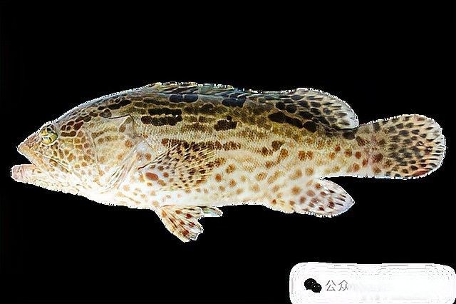 海水青龍魚有哪些品種（海水青龍魚的種類）