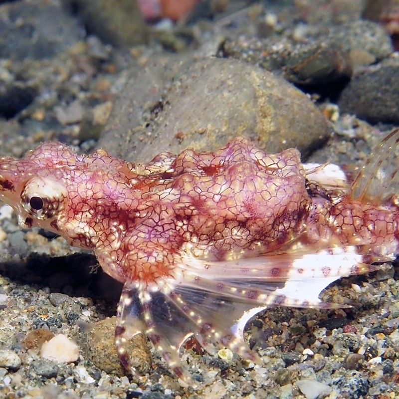海水青龍魚有哪些品種（海水青龍魚的種類）