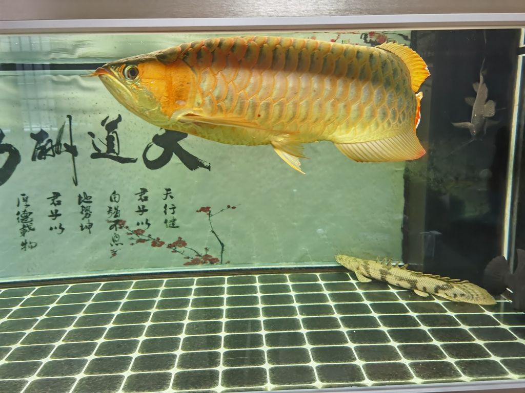 （《探索未知：人類對宇宙奧秘的追尋》）