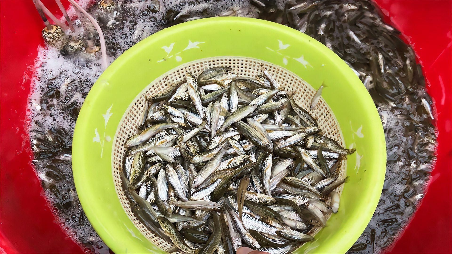 古龍魚多久喂一次？（古龍魚的喂食頻率如何調整） 古龍魚多久喂一次？（古龍魚的喂食頻率如何調整） 龍魚百科 第1張