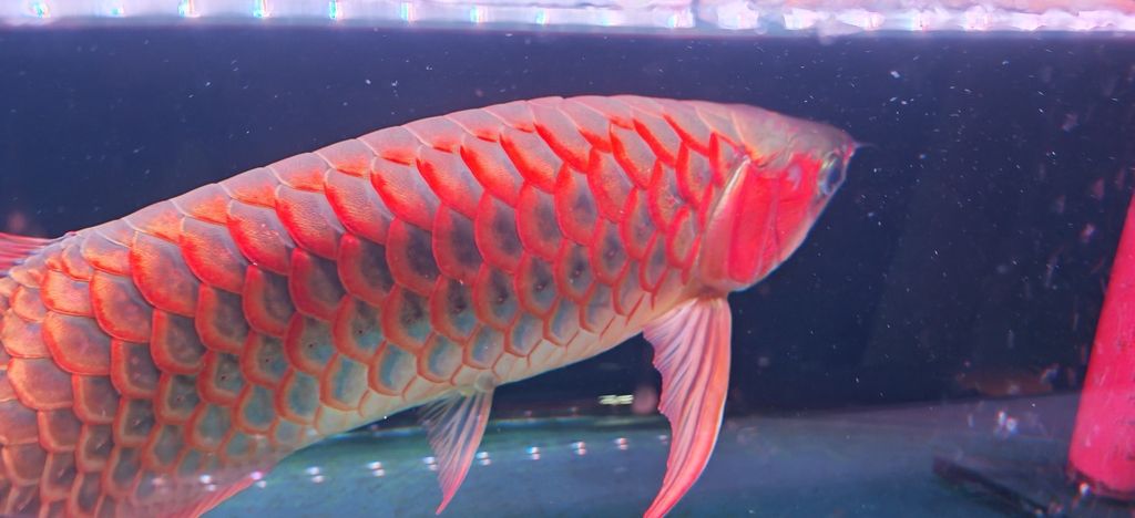 越來(lái)越紅越來(lái)越好看(北京老寧評(píng)論:越來(lái)越紅越好看,本文探討“越來(lái)越好看”) 龍魚論壇 第1張 越來(lái)越紅越來(lái)越好看(北京老寧評(píng)論:越來(lái)越紅越好看,本文探討“越來(lái)越好看”) 越來(lái)越紅越來(lái)越好看(北京老寧評(píng)論:越來(lái)越紅越好看,本文探討“越來(lái)越好看”) 龍魚論壇 第1張
