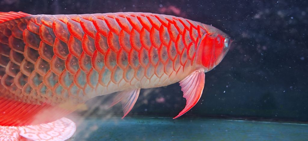 越來(lái)越紅越來(lái)越好看(北京老寧評(píng)論:越來(lái)越紅越好看,本文探討“越來(lái)越好看”) 龍魚論壇 第2張 越來(lái)越紅越來(lái)越好看(北京老寧評(píng)論:越來(lái)越紅越好看,本文探討“越來(lái)越好看”) 越來(lái)越紅越來(lái)越好看(北京老寧評(píng)論:越來(lái)越紅越好看,本文探討“越來(lái)越好看”) 龍魚論壇 第2張