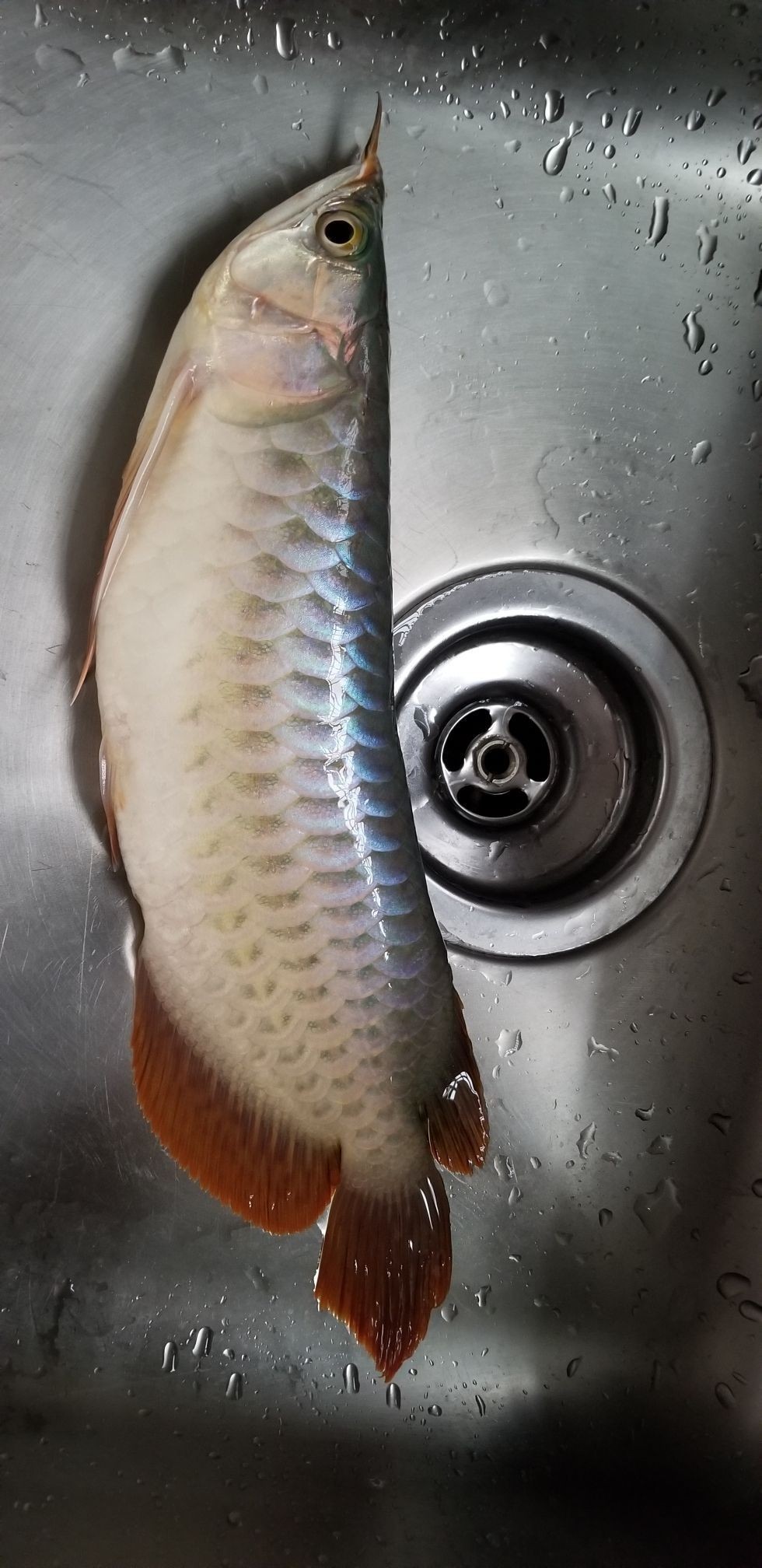 柳州水族館龍魚死了傷心中（柳州水族館龍魚死了）