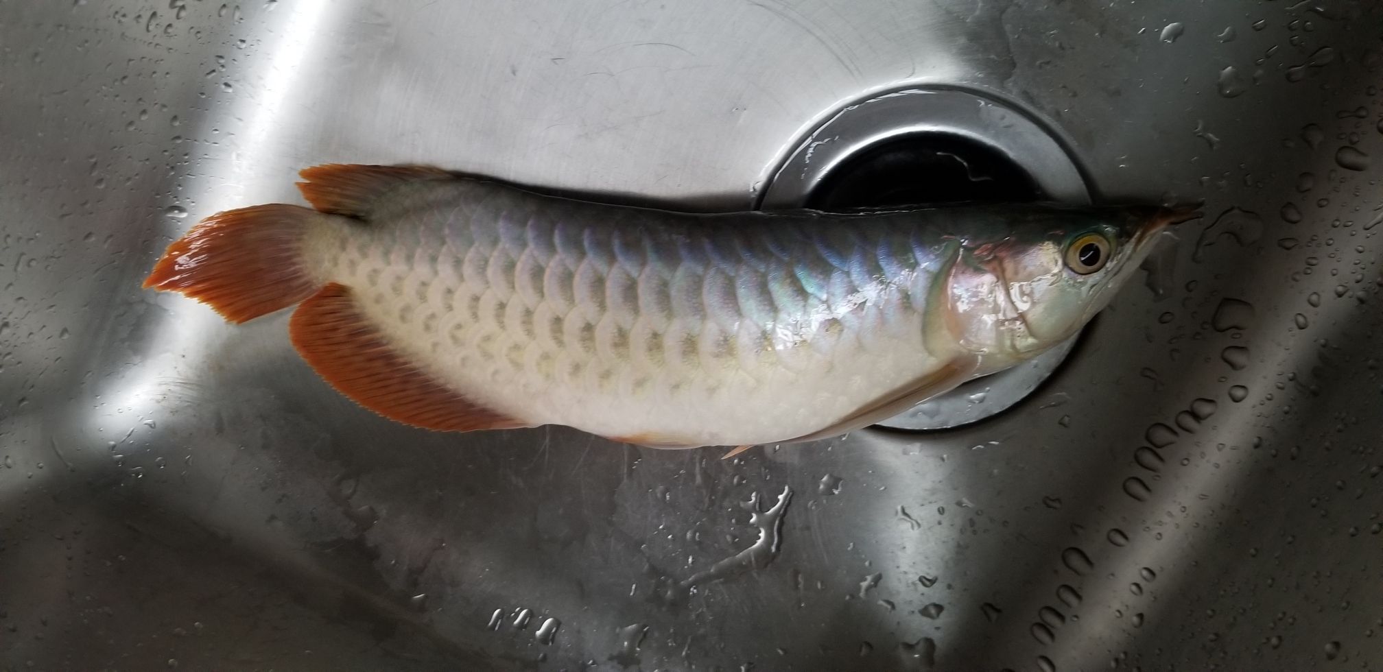 柳州水族館龍魚死了傷心中（柳州水族館龍魚死了）