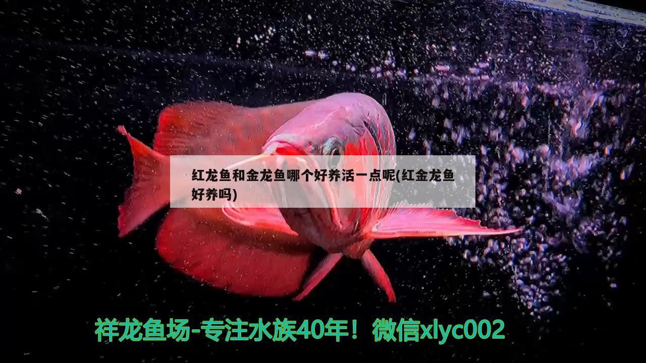 紅龍魚和金龍魚哪個好養活一點呢(紅金龍魚好養嗎)（紅龍魚和金龍魚哪個好養活一點）