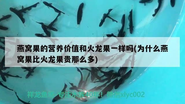 燕窩果的營養價值和火龍果一樣嗎(為什么燕窩果比火龍果貴那么多)（燕窩果和火龍果的區別）