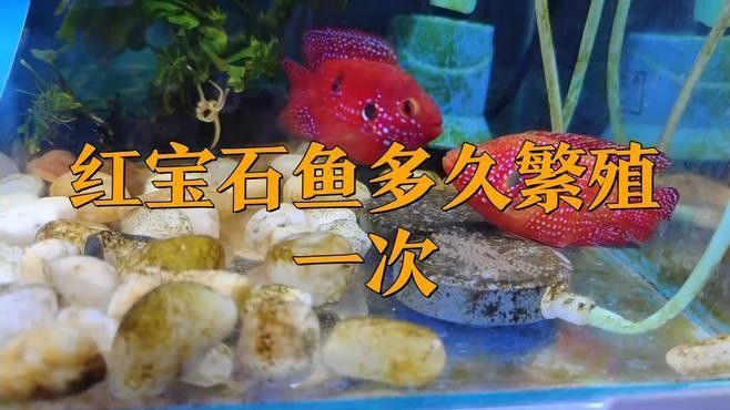 幻彩紅寶石雷龍魚繁殖成功率有多高？（幻彩紅寶石雷龍魚的繁殖成功率）