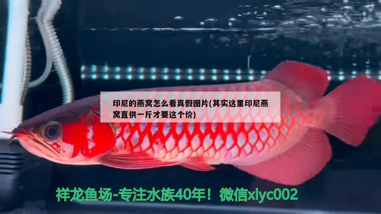 印尼的燕窩怎么看真假圖片(其實這里印尼燕窩直供一斤才要這個價)（印尼的燕窩怎么看真假圖片，）