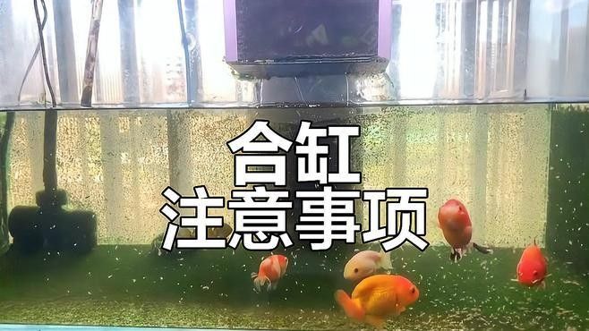 檢疫完成后多久可以合缸（玄寵宿舍,新魚入缸全攻略）
