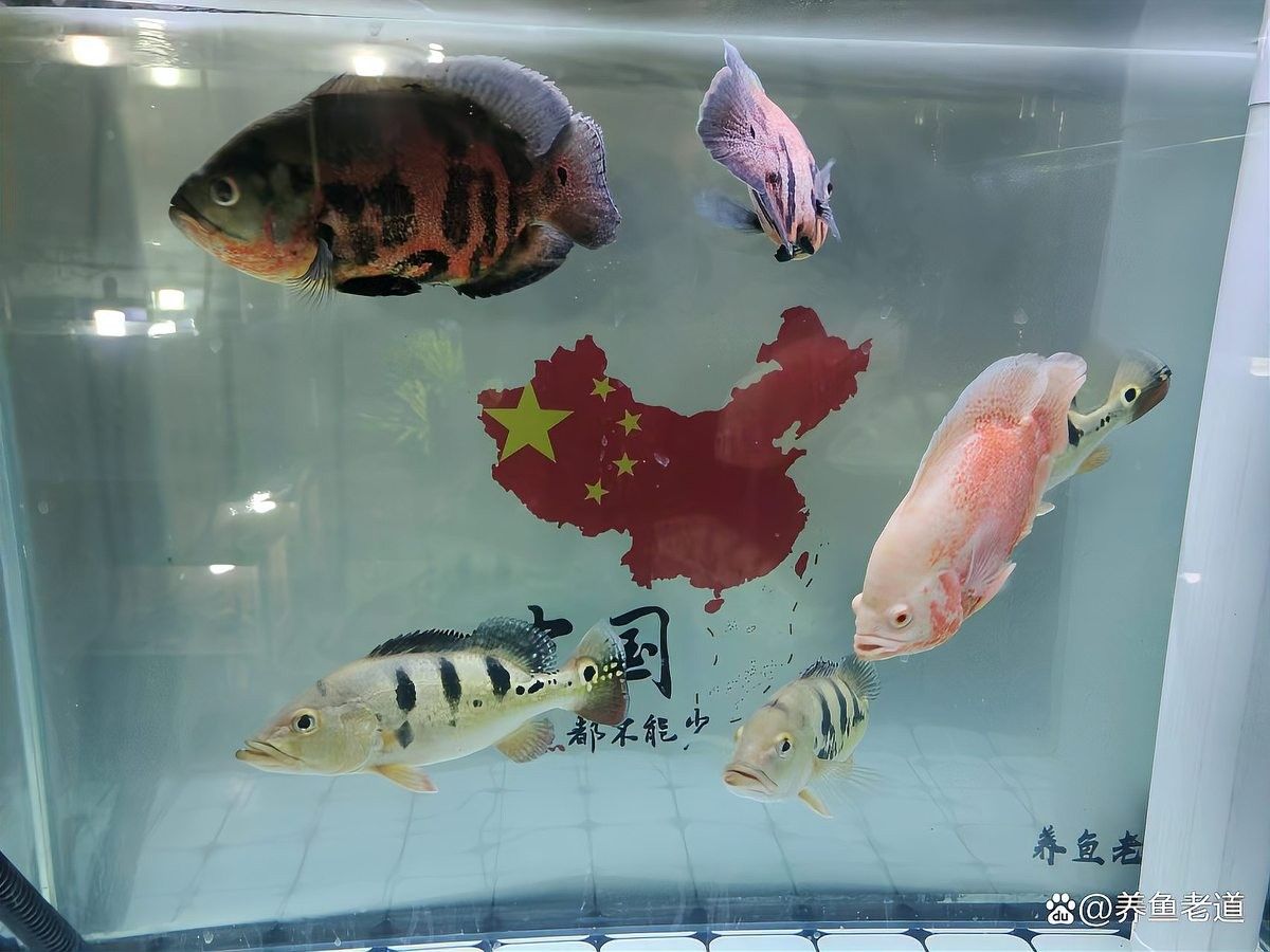 檢疫完成后多久可以合缸（玄寵宿舍,新魚入缸全攻略）