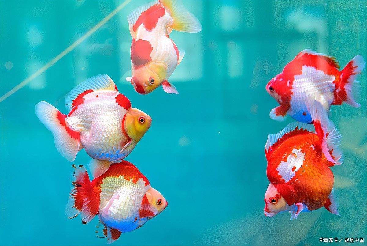 如何給紅龍魚添加維生素（給紅龍魚添加維生素的一些建議）