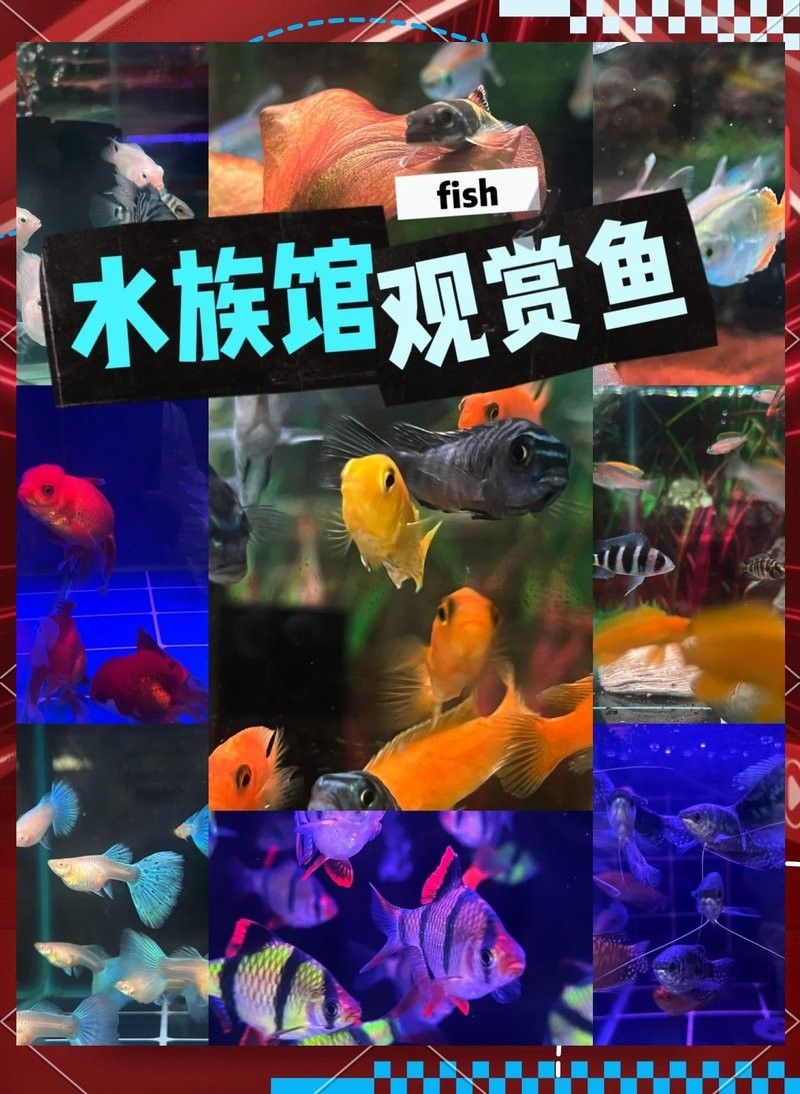 方城哪個水族館龍魚好？祥龍魚場龍魚（探討方城哪個水族館的龍魚表現最佳時）
