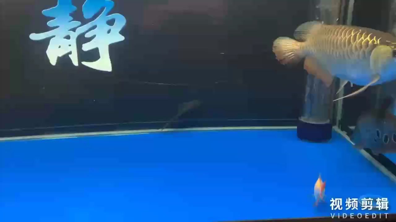 每天打卡（養魚經驗：每天打卡的重要性與實踐方法，在快節奏的現代生活中）