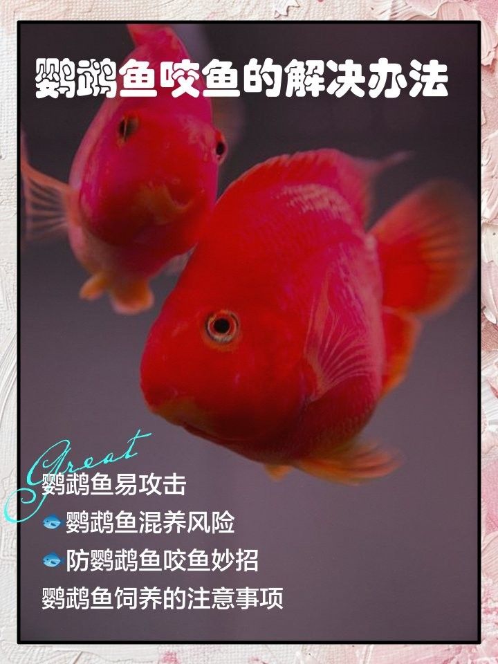 如何減少飛鳳魚(yú)被咬的可能性（水墨漫畫(huà)少女喵醬飛鳳魚(yú)的飼養(yǎng)技巧和注意事項(xiàng)）