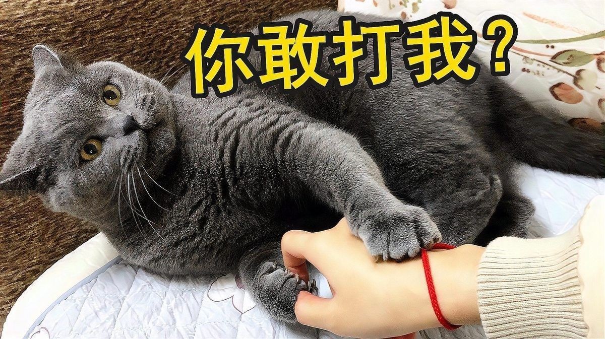 如何判斷龍貓和貓是否適應(yīng)彼此（龍貓和貓共養(yǎng)有哪些注意事項龍貓和貓共養(yǎng)需要多長時間適應(yīng)）
