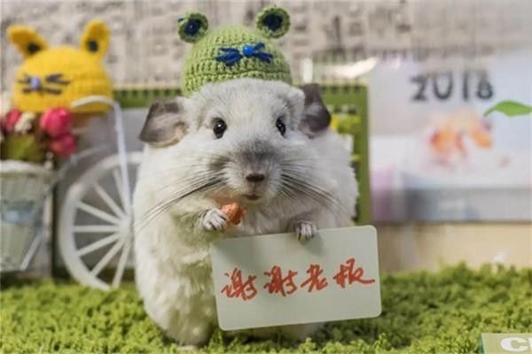 如何判斷龍貓和貓是否適應(yīng)彼此（龍貓和貓共養(yǎng)有哪些注意事項龍貓和貓共養(yǎng)需要多長時間適應(yīng)）