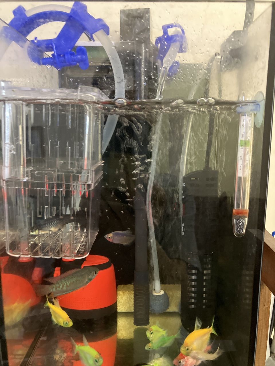 雙缸div成功（雙缸發動機的成功）