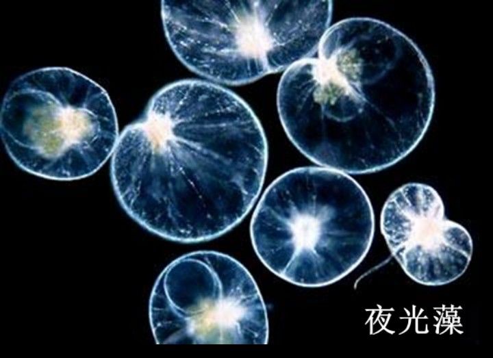 如何判斷深海龍魚發(fā)光器是否完全恢復(fù)（判斷深海龍魚發(fā)光器是否完全恢復(fù)的方法深海龍魚發(fā)光器已恢復(fù)）