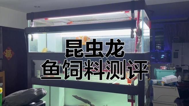 紅龍魚BTL飼料哪個品牌最好（紅龍魚btl飼料哪個品牌最好？）