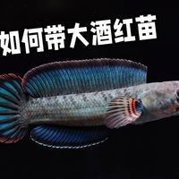 酒紅雷龍魚多久喂一次？（酒紅雷龍魚喂食頻率取決于多種因素酒紅雷龍魚的喂食頻率） 酒紅雷龍魚多久喂一次？（酒紅雷龍魚喂食頻率取決于多種因素酒紅雷龍魚的喂食頻率） 龍魚百科 第9張