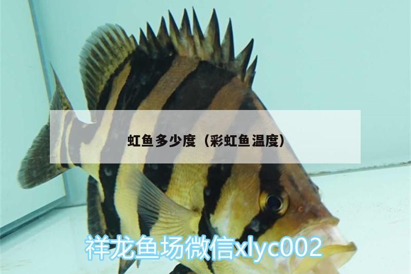 虹魚多少度（彩虹魚溫度）（=健康的虹魚飼養(yǎng)彩虹魚需要注意這些細(xì)微的事情）