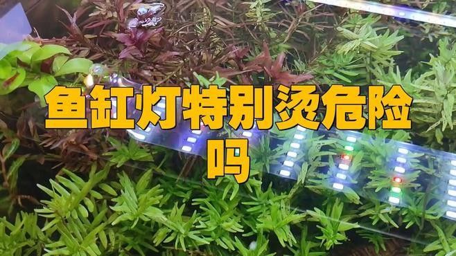 金龍魚魚缸需要多大的燈管（愛的小陳433話龍魚用的燈管怎么選）