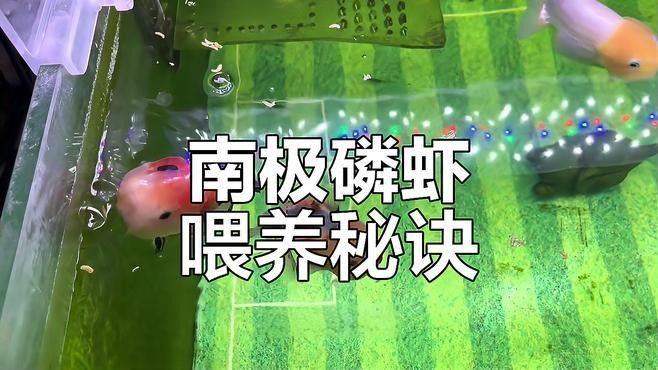 SICCE磷蝦適合哪些魚種（icce磷蝦是一種廣泛使用的飼料添加劑，適合多種魚類食用）