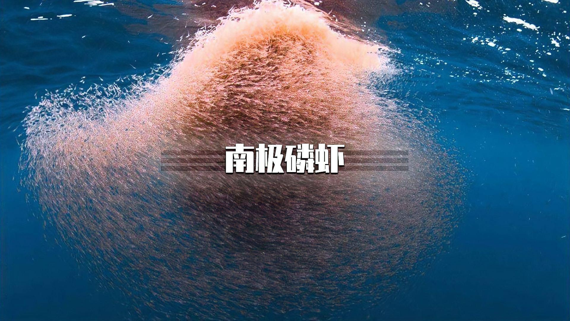 SICCE磷蝦適合哪些魚種（icce磷蝦是一種廣泛使用的飼料添加劑，適合多種魚類食用）