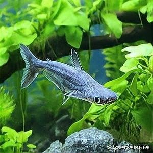 如何判斷金龍魚和藍鯊是否適應？（金龍魚和藍鯊是兩種截然不同的魚類，它們分別適應了不同的生態環境）