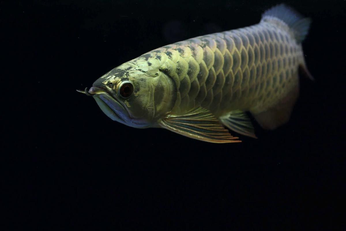 龍魚之家社區如何獲取高清圖片？（龍魚之家社區如何獲取高清圖片）