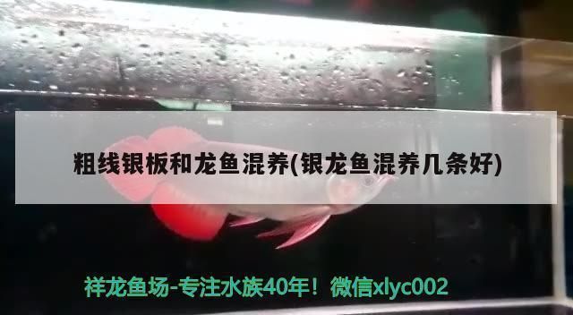白城水族館楊凌龍魚專賣店：大連水產品批發市場楊凌龍魚專賣店在哪里有賣烏龜市場