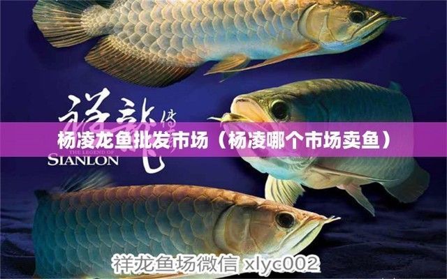 白城水族館楊凌龍魚專賣店：大連水產品批發市場楊凌龍魚專賣店在哪里有賣烏龜市場