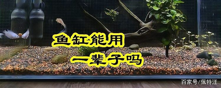 金龍魚十幾年不換缸可以嗎（金龍魚一個月不換水，魚友:這3種情況千萬別試萌寵）
