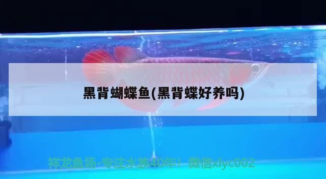 黑背蝴蝶魚(黑背蝶好養嗎)（古代蝴蝶魚是何方神圣，）