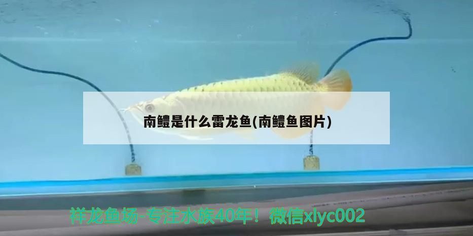 南鱧是什么雷龍魚(南鱧魚圖片)（南鱧是什么雷龍魚）
