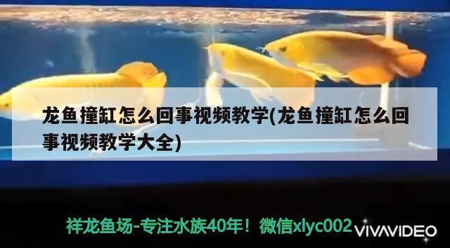 龍魚撞缸怎么回事視頻教學(龍魚撞缸怎么回事視頻教學大全)（龍魚撞缸怎么回事） 龍魚撞缸怎么回事視頻教學(龍魚撞缸怎么回事視頻教學大全)（龍魚撞缸怎么回事） 觀賞魚百科