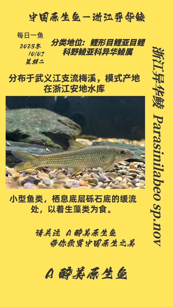 浙江異華鯪（浙江異華鯪是一種適應(yīng)性強(qiáng)、經(jīng)濟(jì)價(jià)值較高的淡水魚(yú)類(lèi)）
