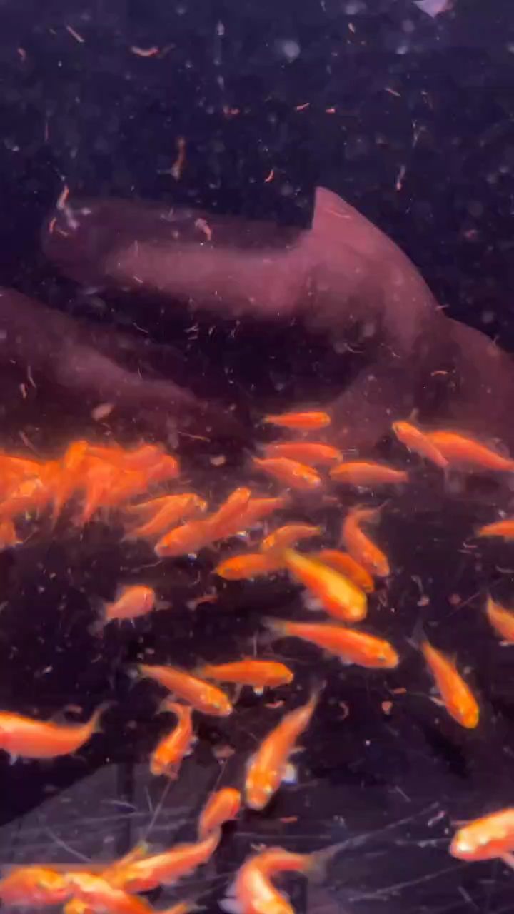 龍魚鱗片復位時間取決于多個因素，龍魚鱗片復位后如何護理，復位龍魚鱗片復位時間取決于多個因素，龍魚鱗片復位后如何護理