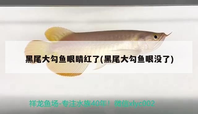 黑尾大勾魚眼睛紅了(黑尾大勾魚眼沒了)（魚眼睛變紅了怎么回事）