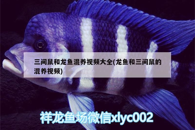 三間鼠和龍魚混養視頻大全(龍魚和三間鼠的混養視頻)（三間鼠和龍魚混養視頻大全）